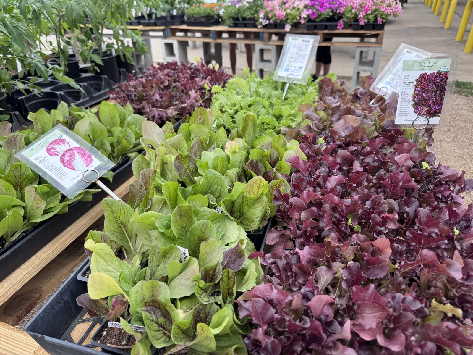 Herb Seedlings