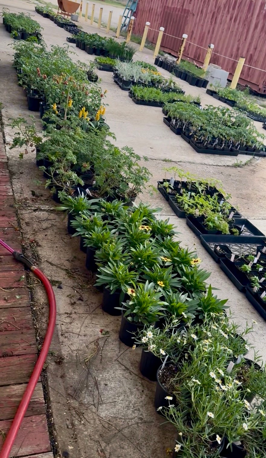 Pollinator Garden Mix