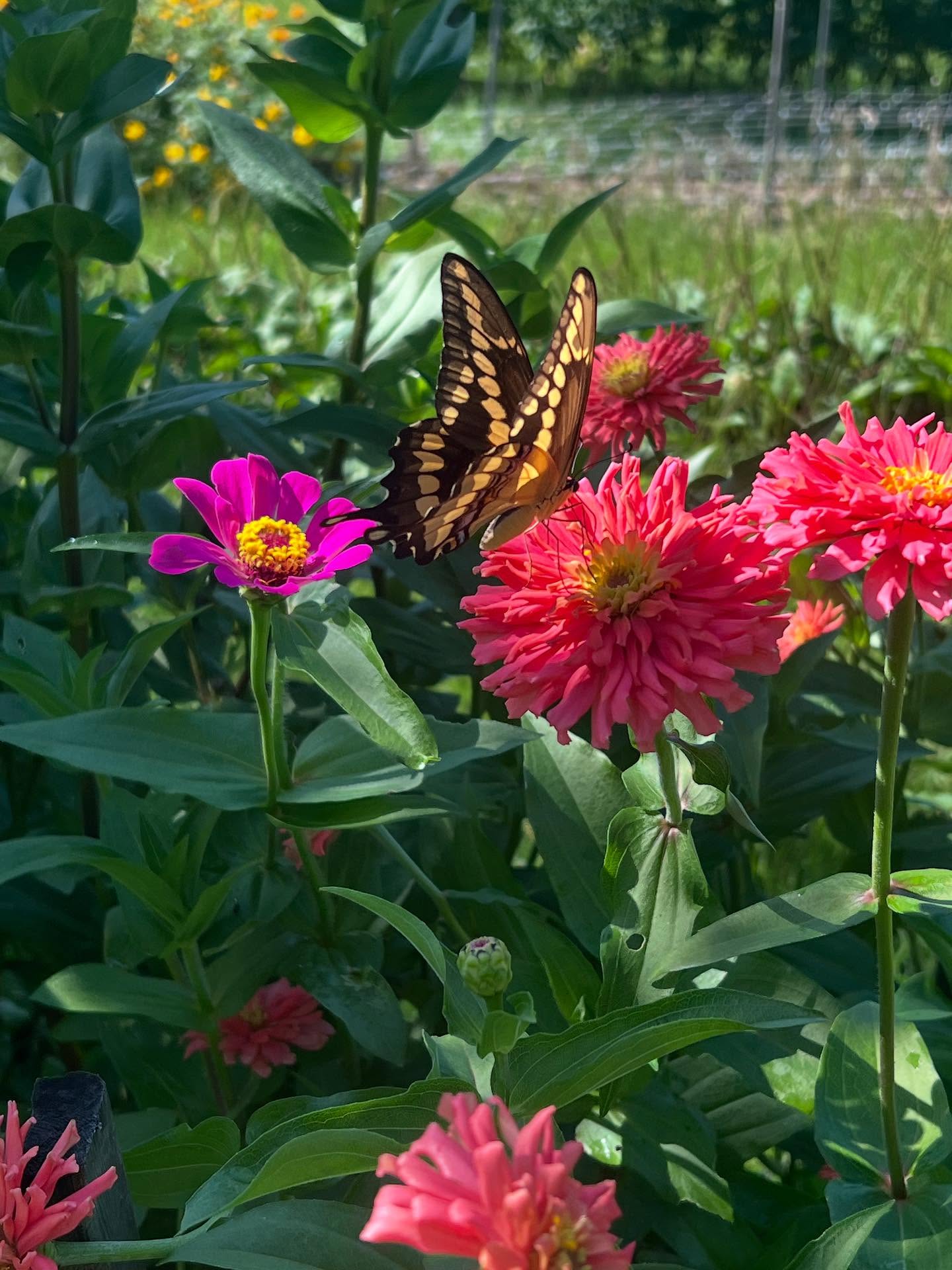Butterfly on zinnias