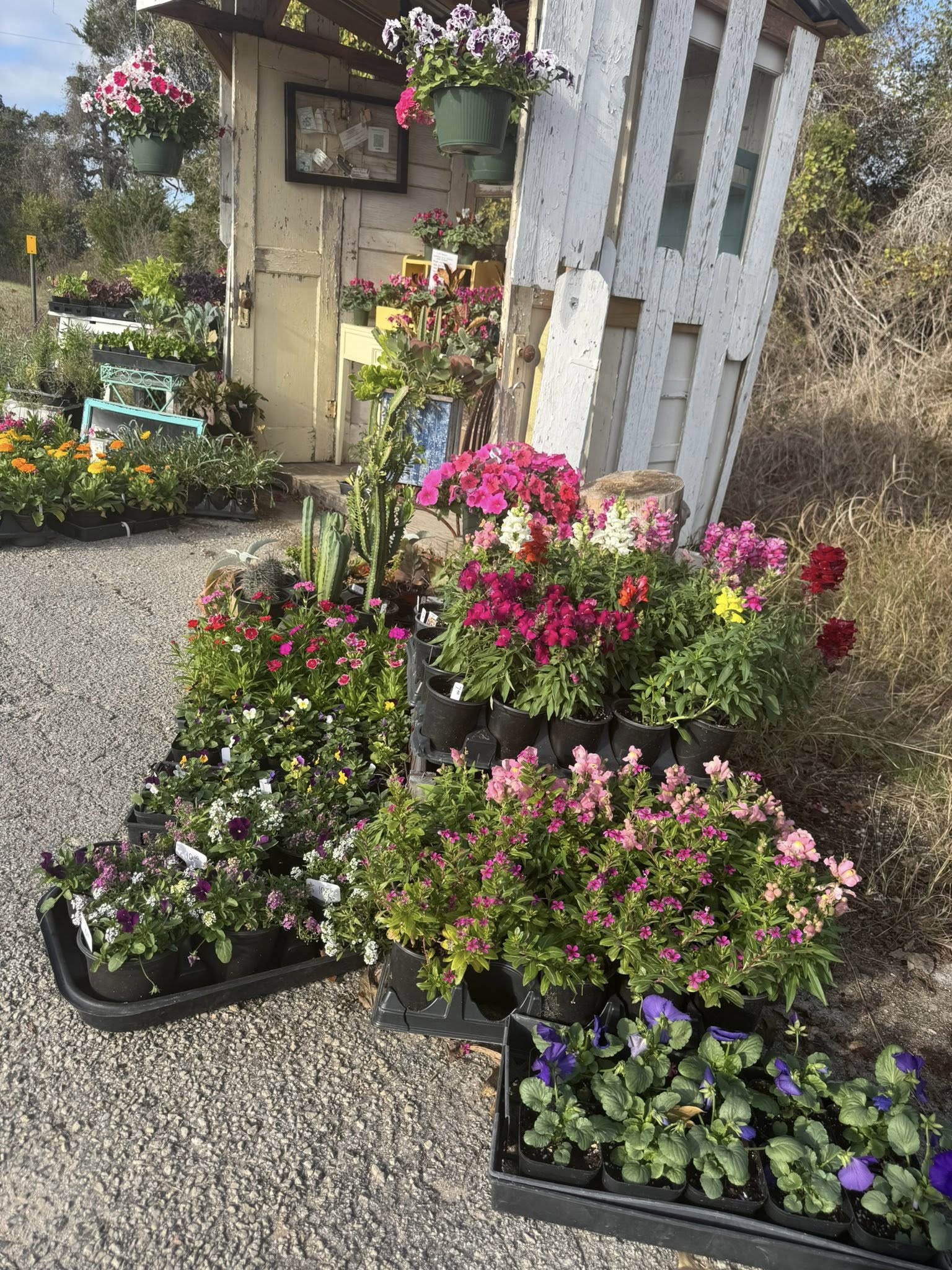 Farm stand with potted flowers