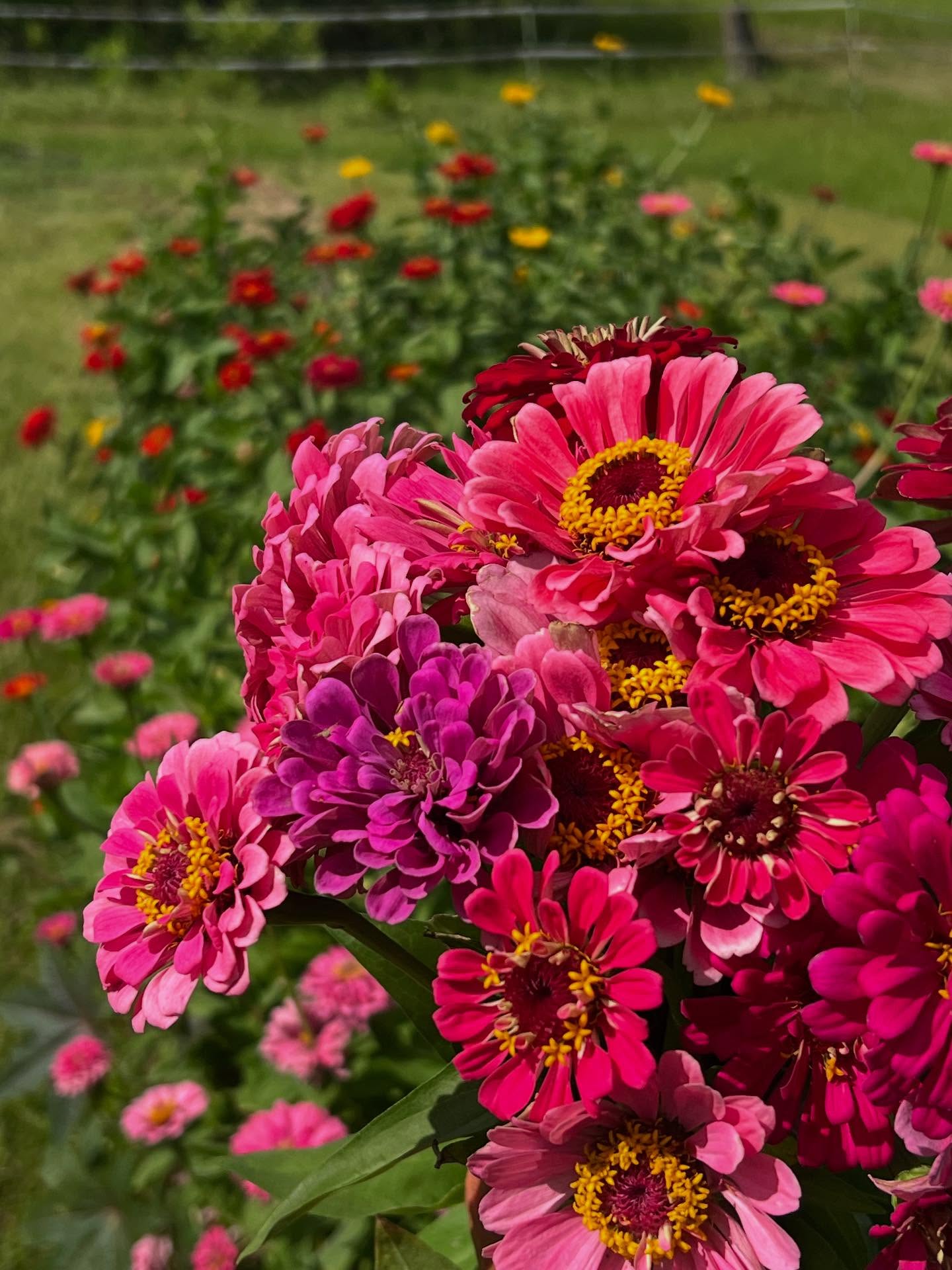 Pink zinnias in the field