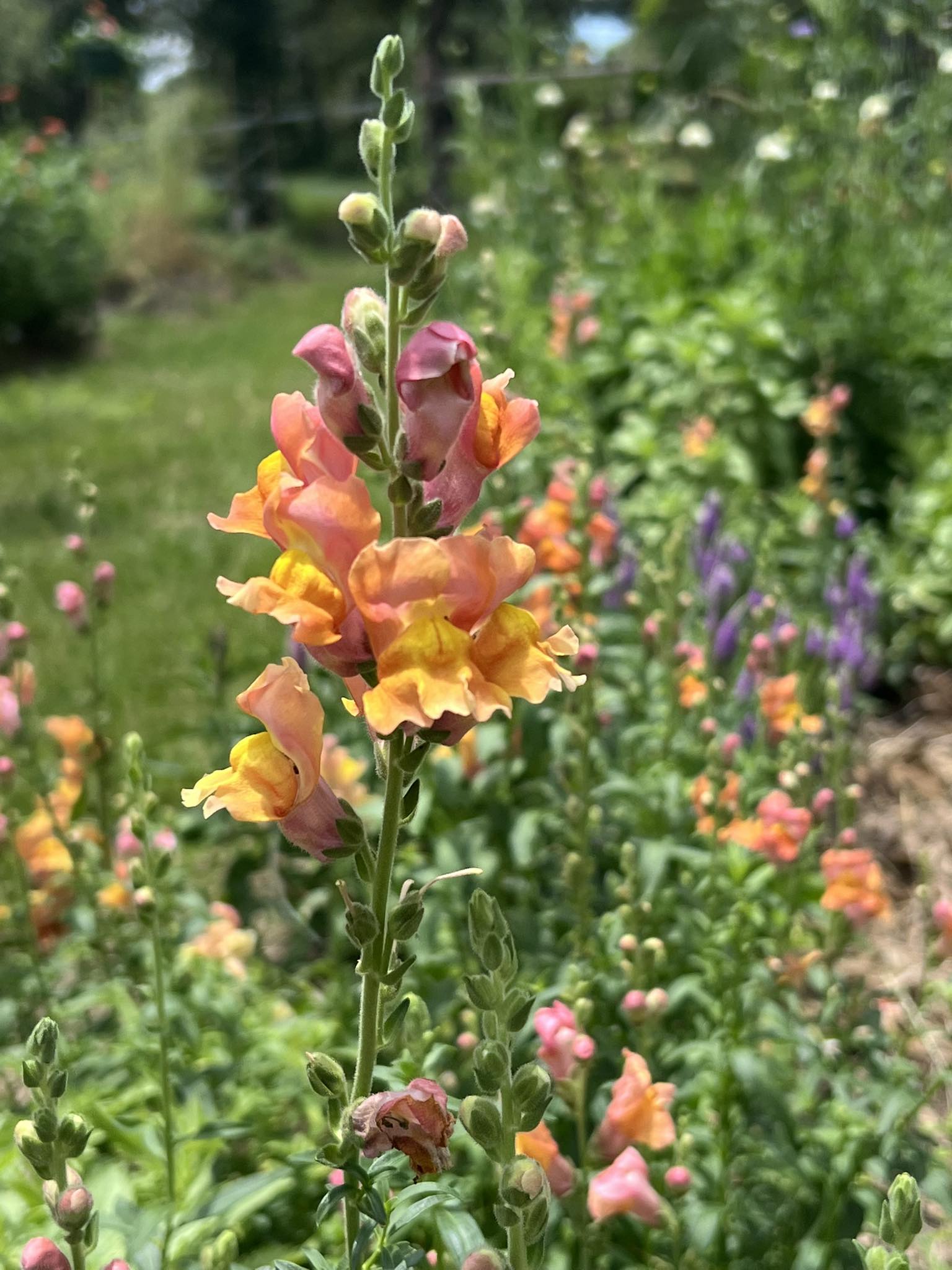 Snapdragons